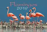 Flamingos 2019