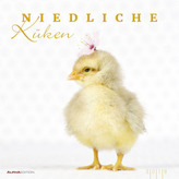 Niedliche Küken 2019