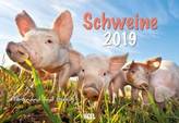 Schweine 2019
