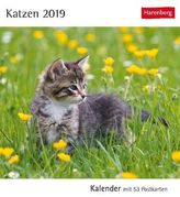 Katzen 2019