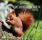 Geliebte Eichhörnchen 2019