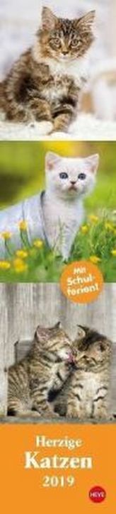 Katzen long - Herzige Katzen 2019