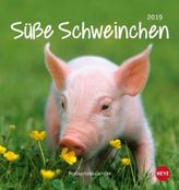 Süße Schweinchen Postkartenkalender 2019