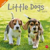 Little Dogs 2019