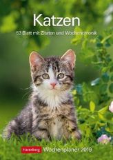 Katzen 2019