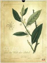 Pflanzen aus der Welt der Bibel 2019