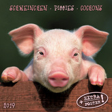 Schweinchen / Piggies / Cochons 2019
