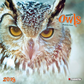 Magic Owls 2019