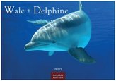 Wale und Delphine 2019