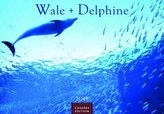 Delphine 2019