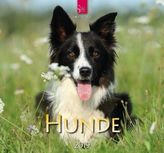 Hunde 2019