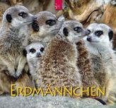 Erdmännchen 2019