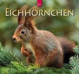 Eichhörnchen 2019