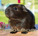 Meerschweinchen 2019