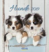 Hunde 2019