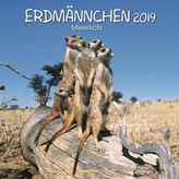 Erdmännchen 2019