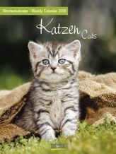 Katzen / Cats 2019