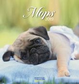 Mops 2019