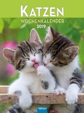 Katzen 2019