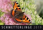 Schmetterlinge 2019