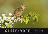 Gartenvögel 2019