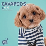 Cavapoos 2019