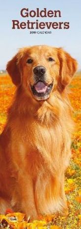 Golden Retrievers 2019