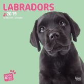Lovable Labrador 2019