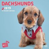 Adorable Dachshunds 2019