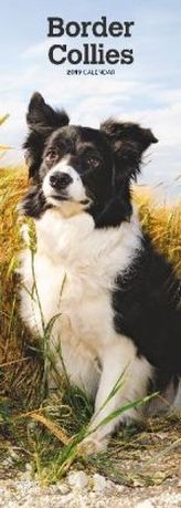 Border Collies 2019