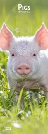 Pigs 2019