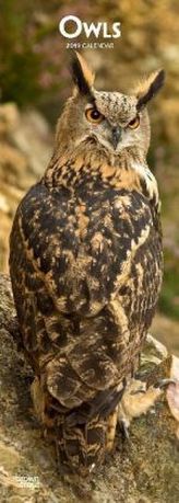 Owls 2019