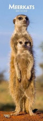 Meerkats - Erdmännchen 2019