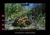 Schildkröten 2019