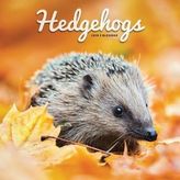 Hedgehogs 2019