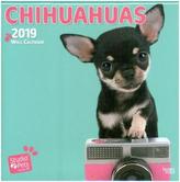 Too Cute Chihuahua 2019