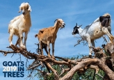 Goats in Trees 2019
