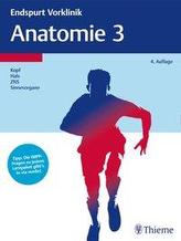 Endspurt Vorklinik: Anatomie 3