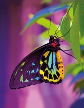 Butterfly Blankbook