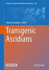 Transgenic Ascidians