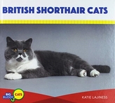  BRITISH SHORTHAIR CATS