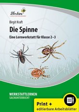 Die Spinne (Set)