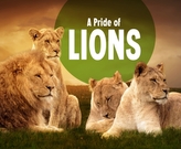 A Pride of Lions