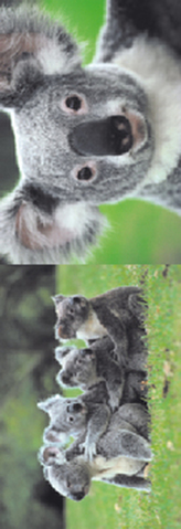 MZ 890 Medvídek koala