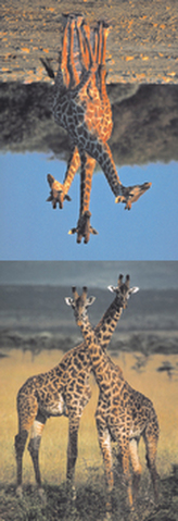 MZ 877 Žirafy